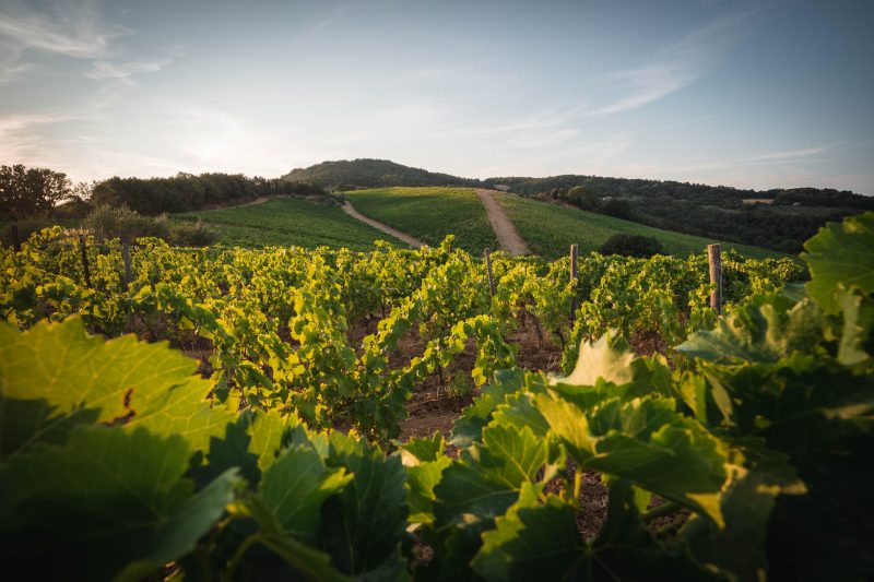 view of vineyards