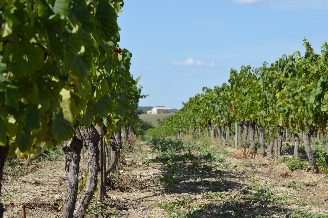 Domaine Arsac