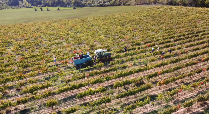 vineyard with tractor