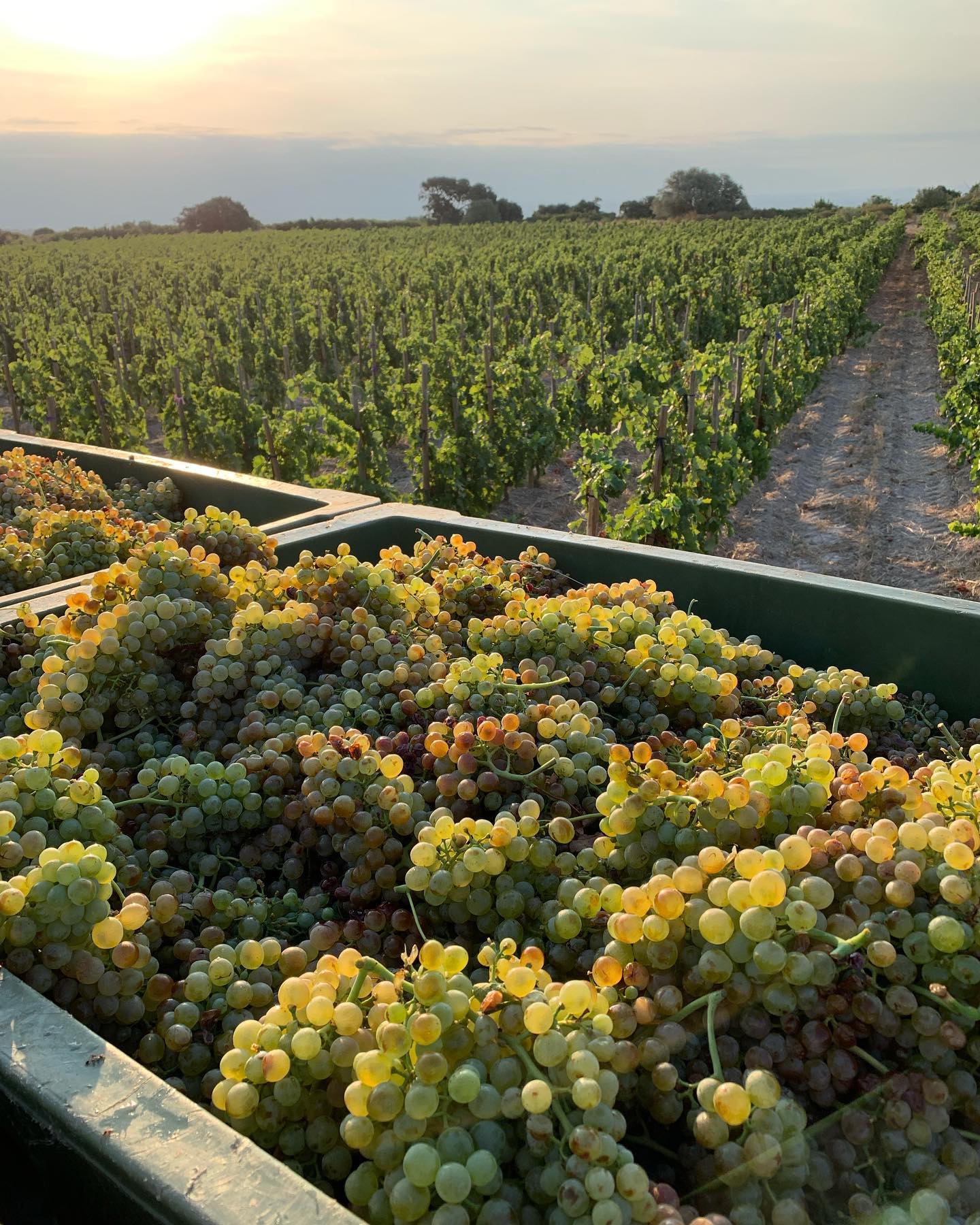 Domaine Olivier Pithon