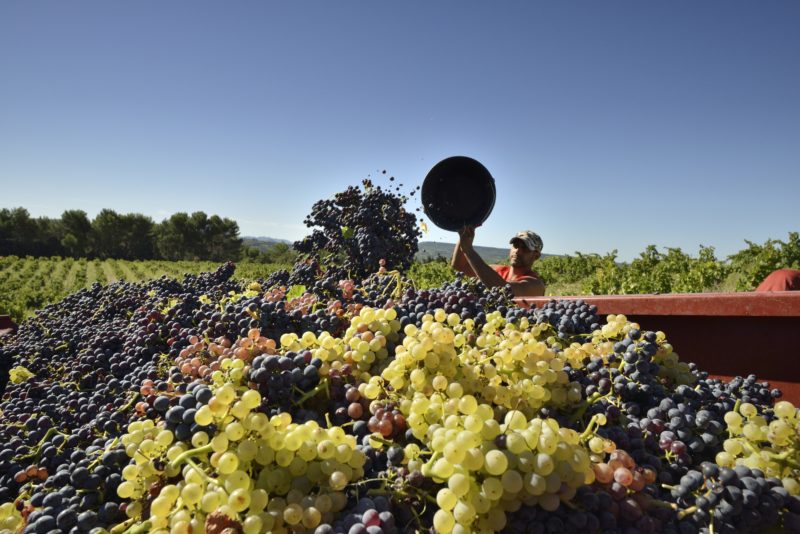 Domaine Chaume-Arnaud