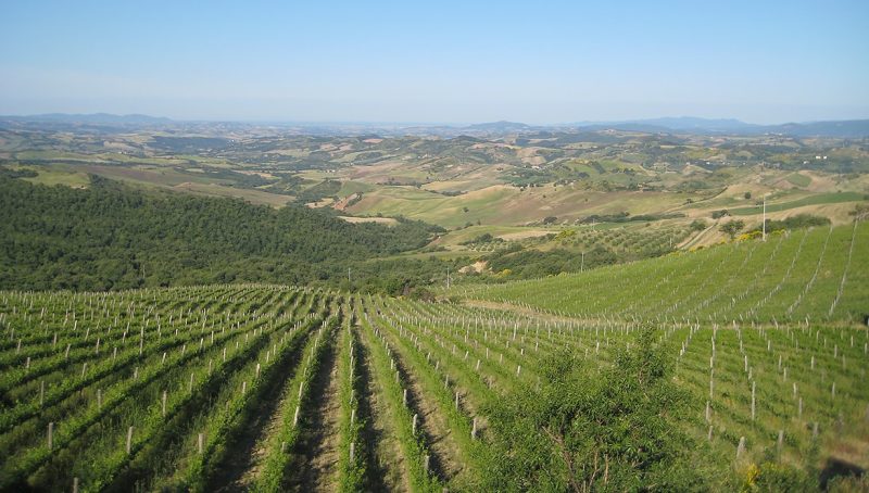 campi nuovi vineyards