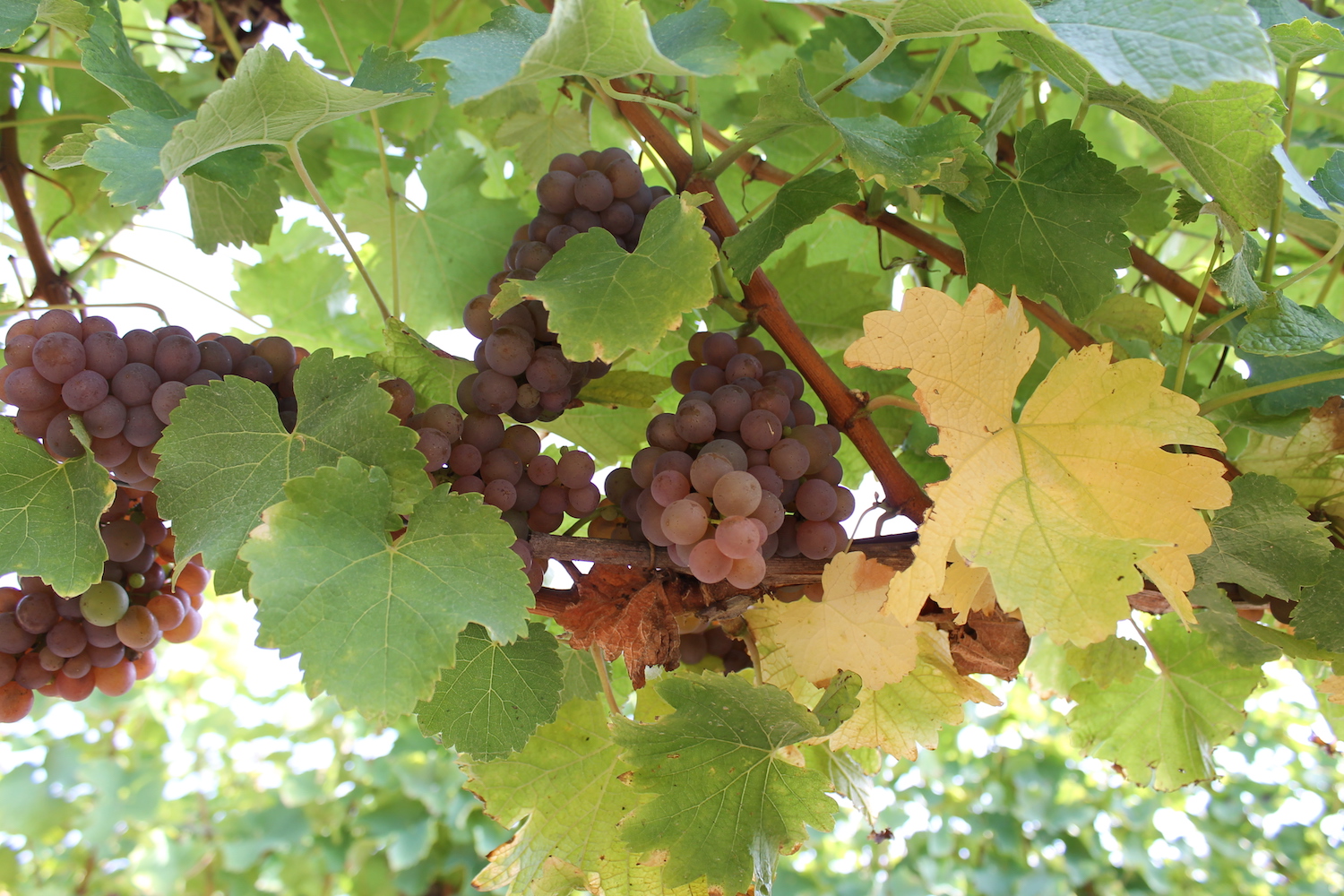 Domaine Octavie