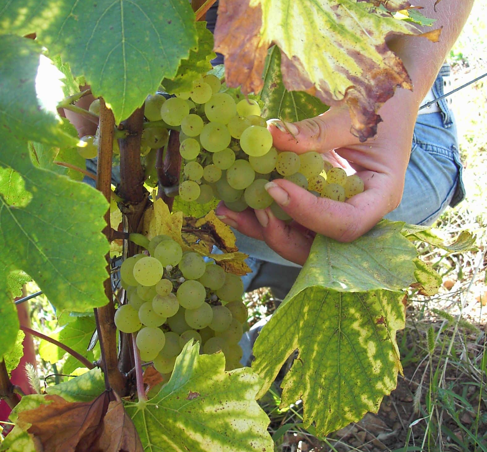 Domaine de la Croix Senaillet